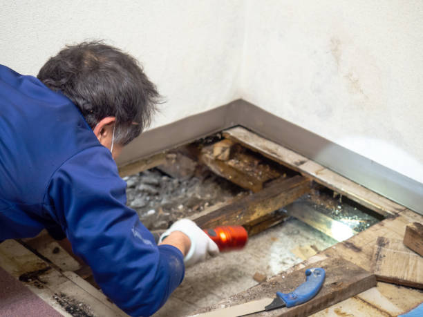 Best Emergency Mold Remediation in Tignall, GA