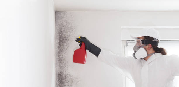 Best Black Mold Remediation in Tignall, GA